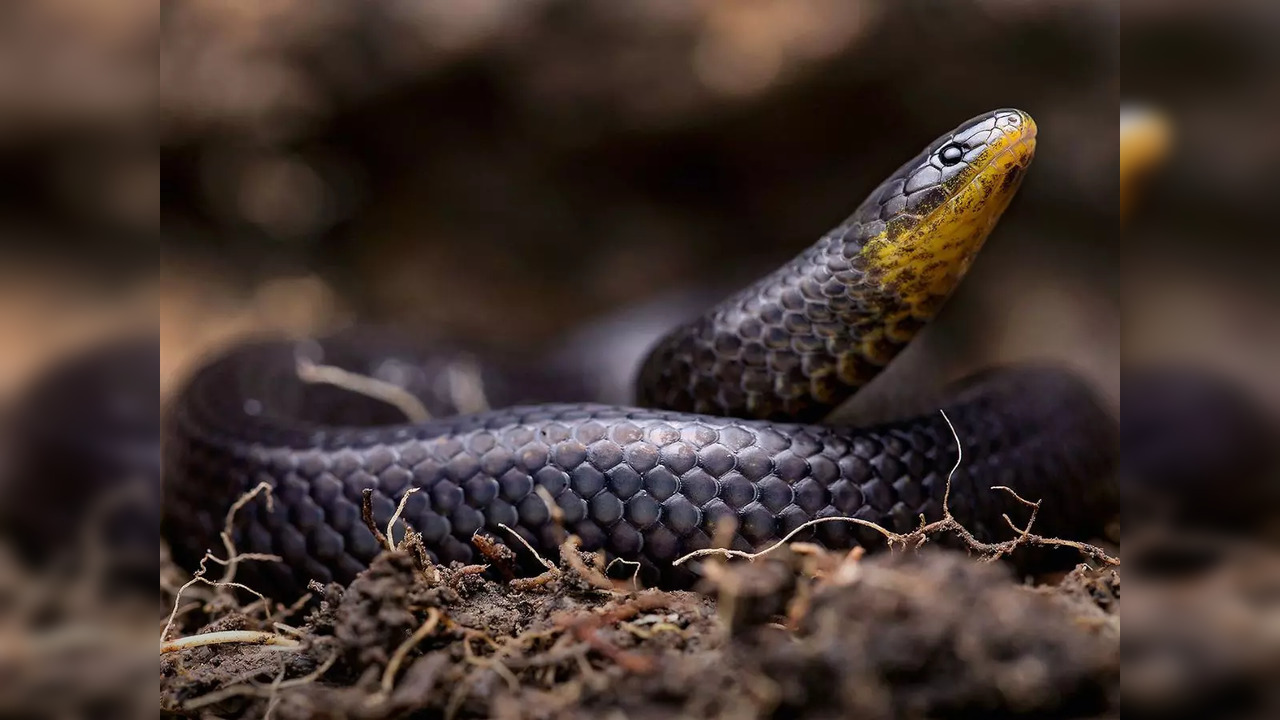 Scientists discover three new ground snake species in Ecuador | Picture courtesy: Alejandro Arteaga