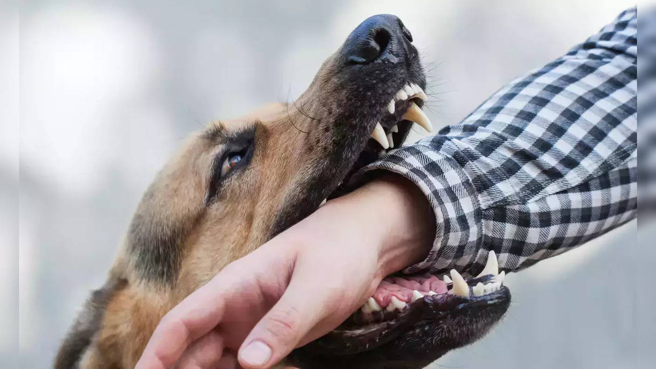 Dog bite cases on the rise: Here's why kids hide canine attack info from  parents; rabies can cause death