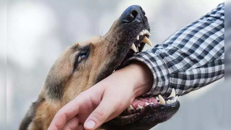 Dog Bite Anti Rabies Vaccine ARV