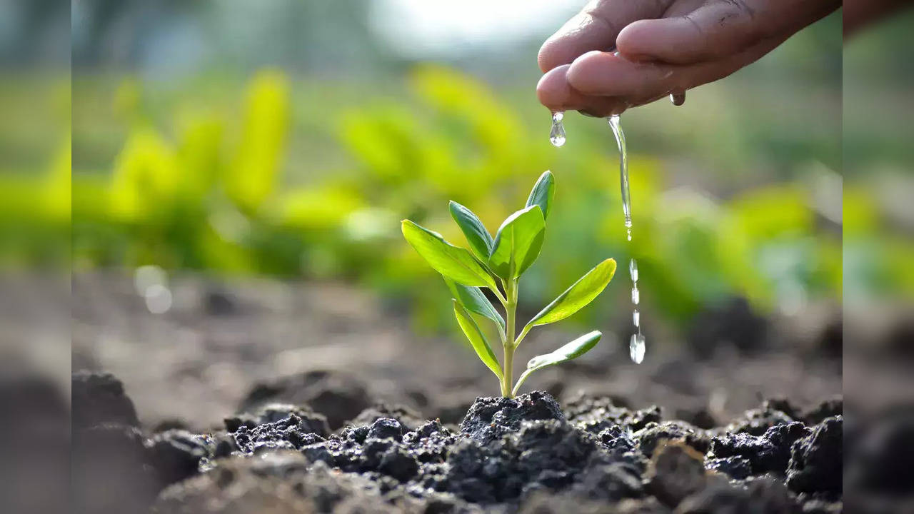 PLANT - ISTOCK.