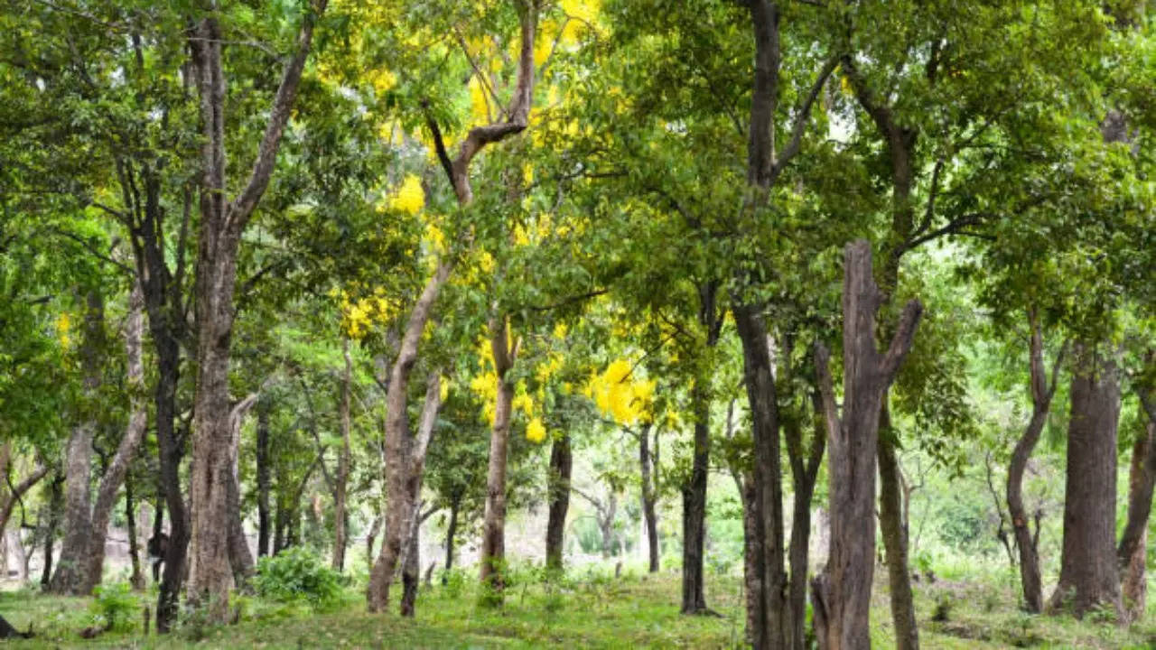 sandalwood forest