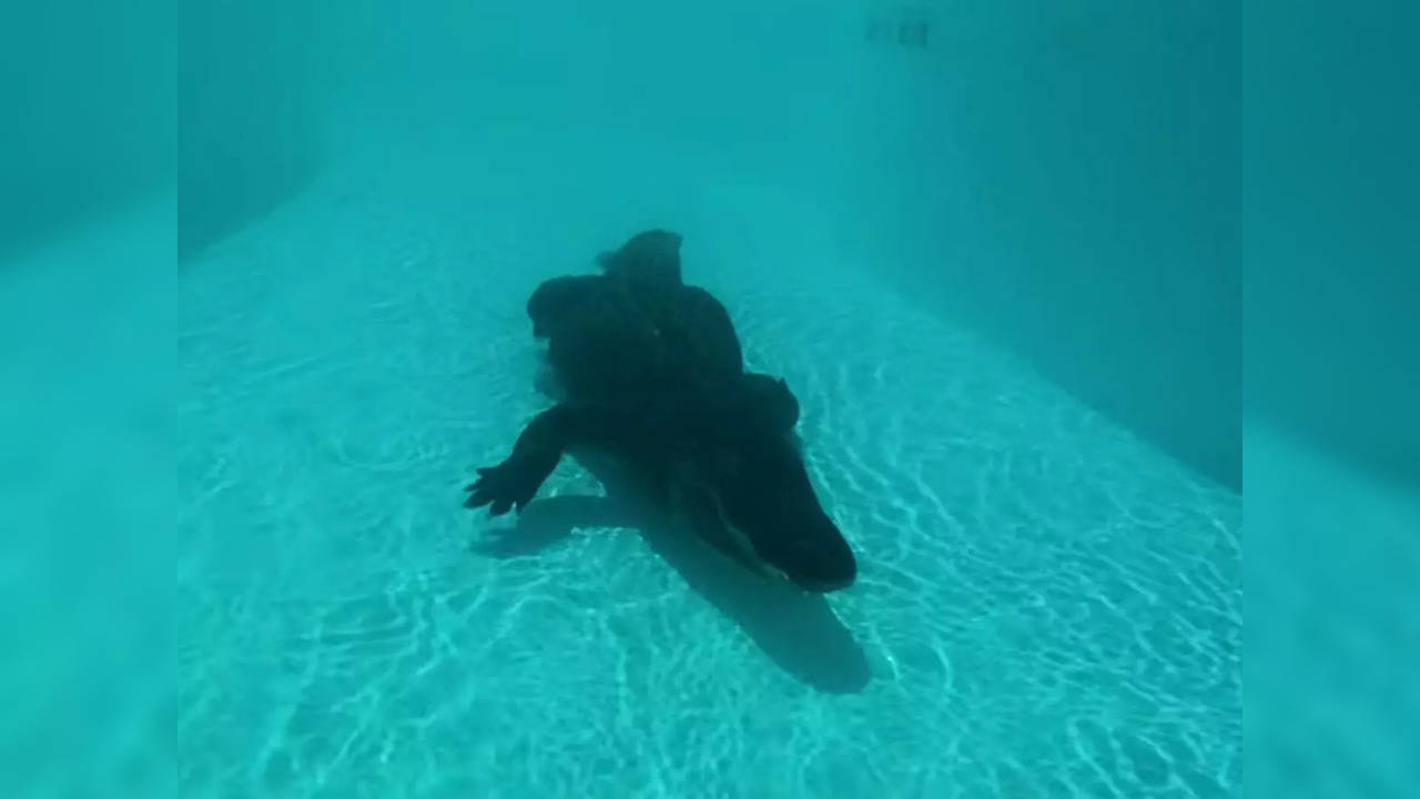 G, a 39-year-old alligator, takes a swim in the lazy river | Screengrab from video by Splash Cove