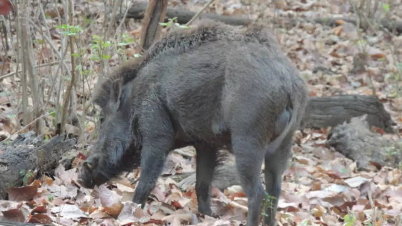 wild boar wild pig