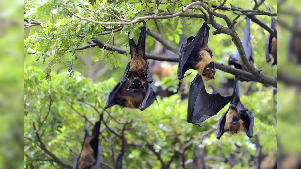Khosta2 Scientists warn Russian bat virus could infect humans, resistant against all vaccines