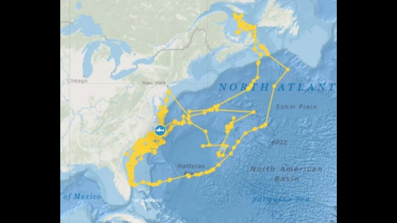 Great white shark draws self portrait