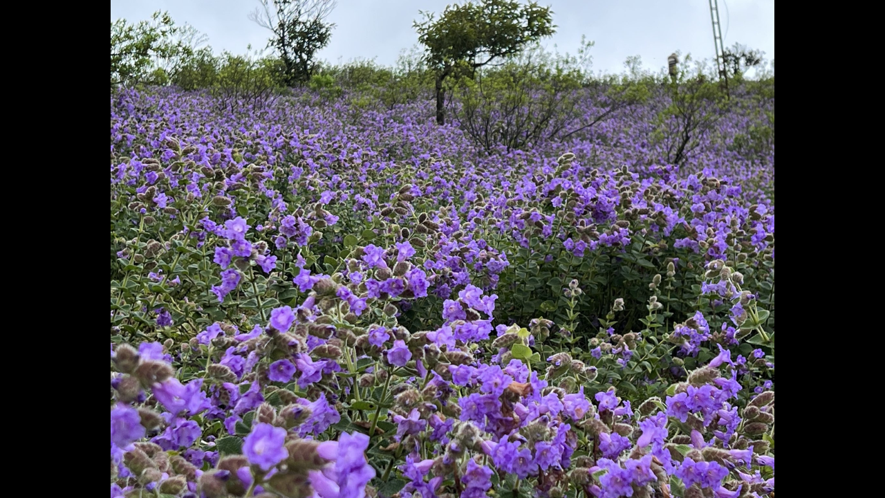 Rare Neelakurinji flowers blossom in Nilgiri Hill Ranges