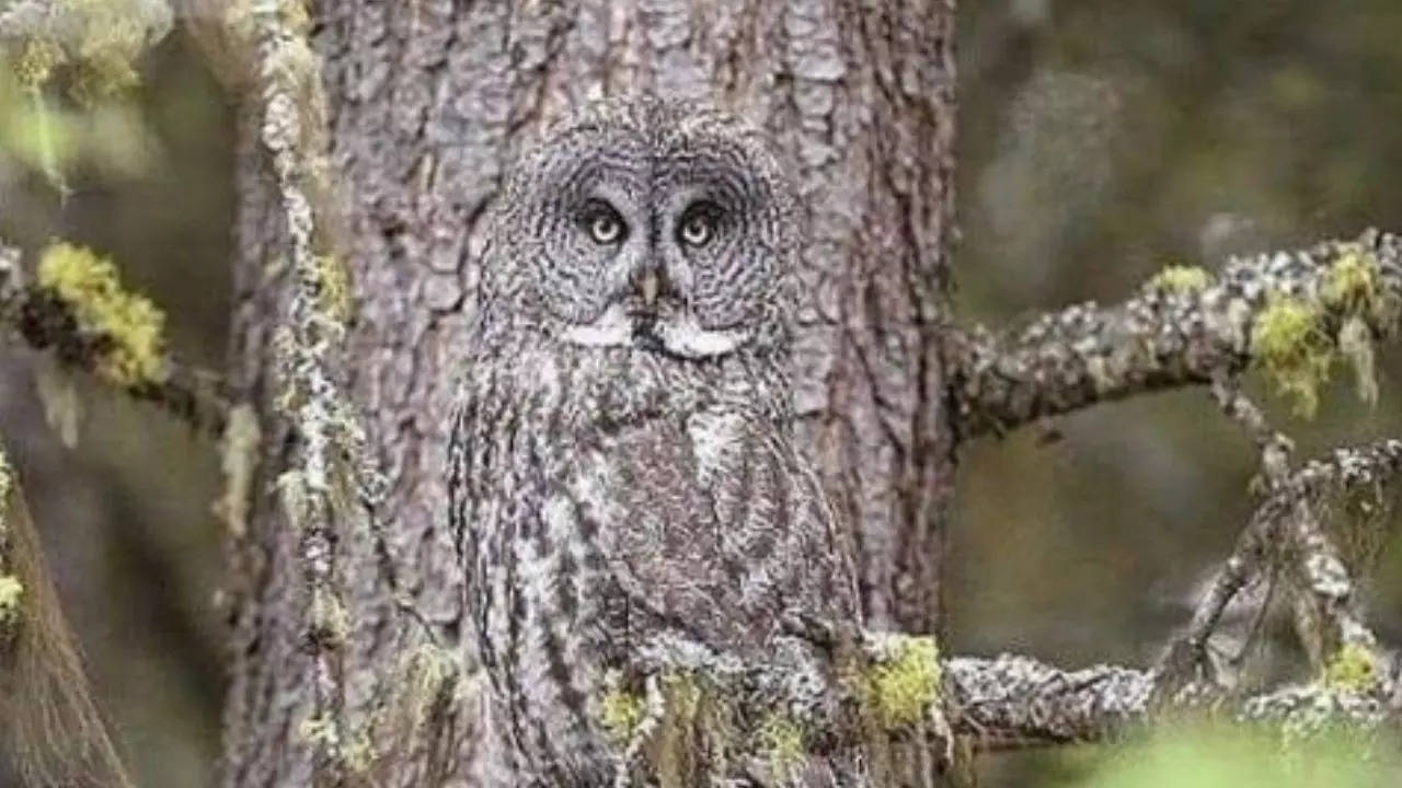 Owl in the wild