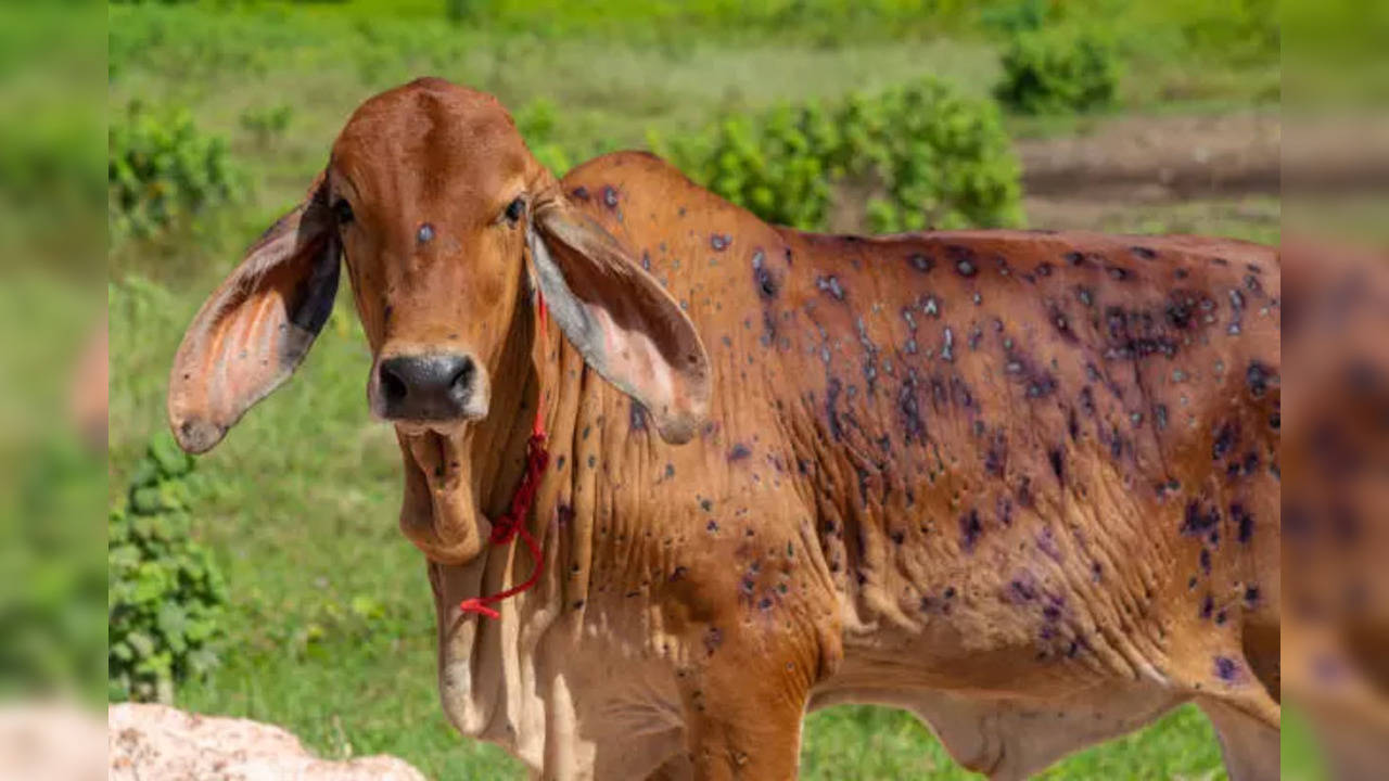 istockphoto-cow lumpy