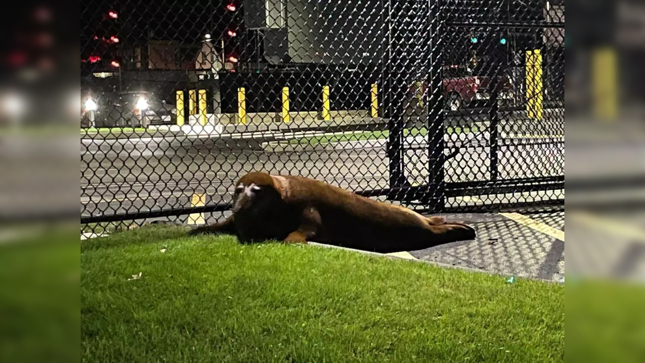 After taking temporary residence in Shoe Pond, Shoebert—the grey seal— turned himself in | Picture courtesy: Beverly Police Department