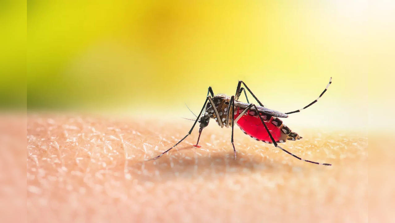 Scientists Develop Genetically-modified Mosquitoes That Can't Spread ...