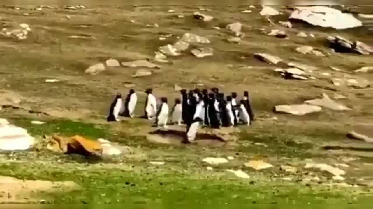 Viral video: Penguin accidentally joins different group of waddlers, friend comes to take him back