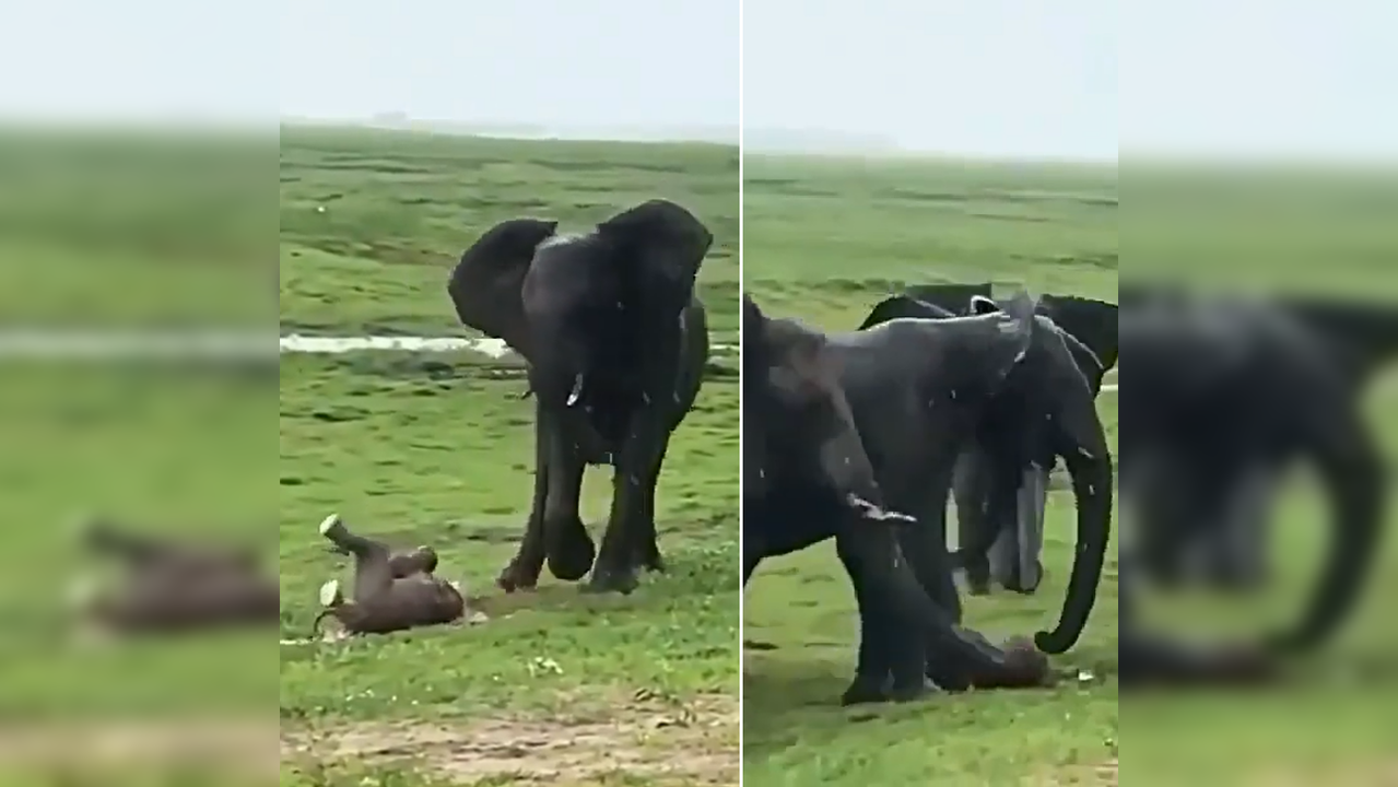 Elephant birth caught on camera