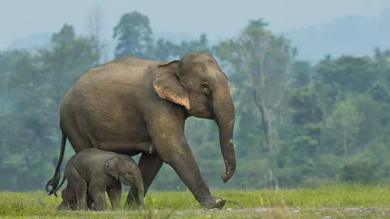 mother elephant baby elephant elephants