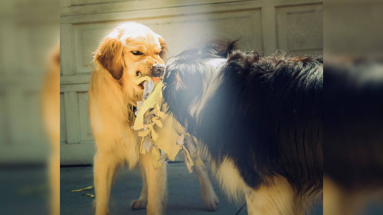 Rabies Dog Bite vaccine