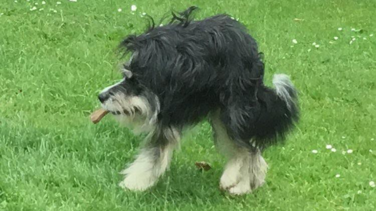 Panoramic photo of dog that looks like 'wig on legs' goes viral