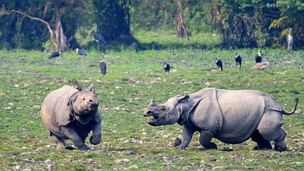 Assam's Kaziranga showcases indigenous culture and diversity on World ...