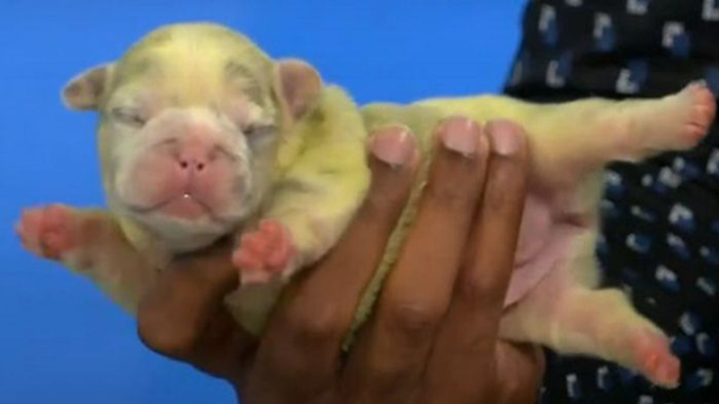 French bulldog gives birth to bright green puppy