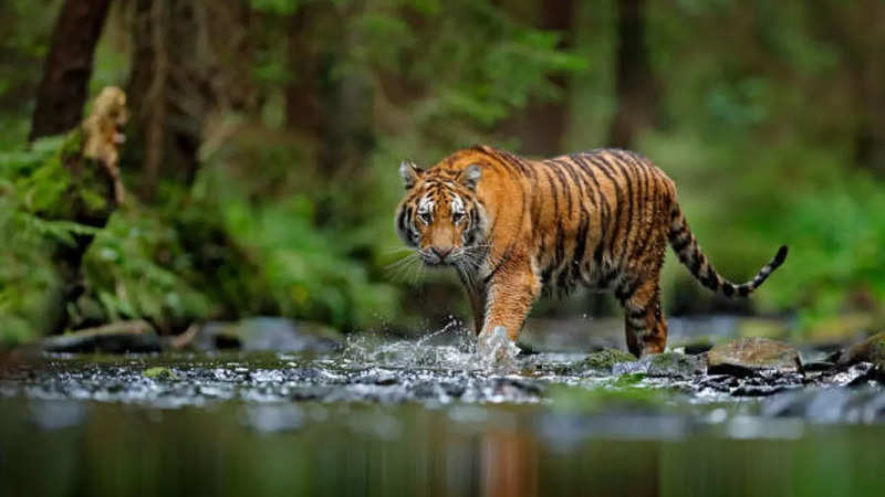 istockphoto tiger