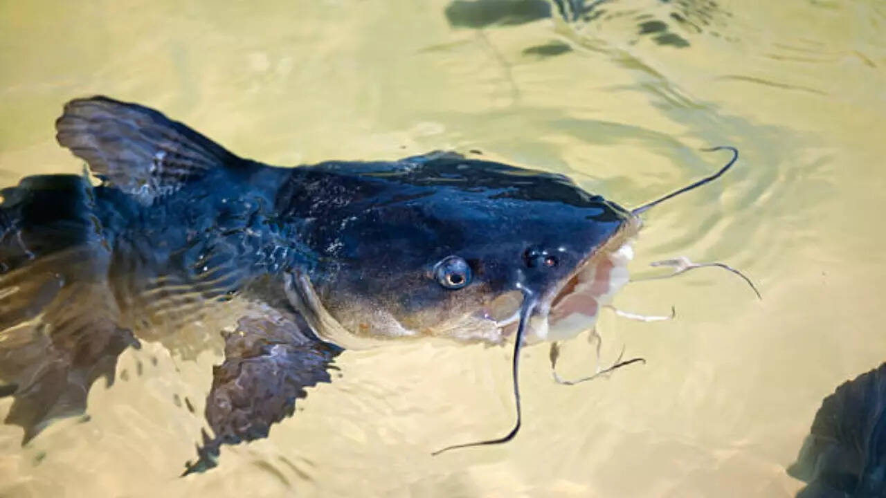 New catfish species identified in Tamil Nadu's Salem In Focus News
