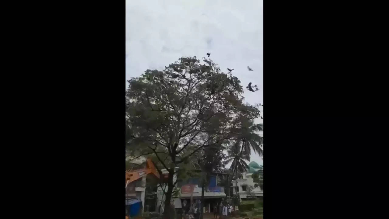 kerala viral video birds on tree