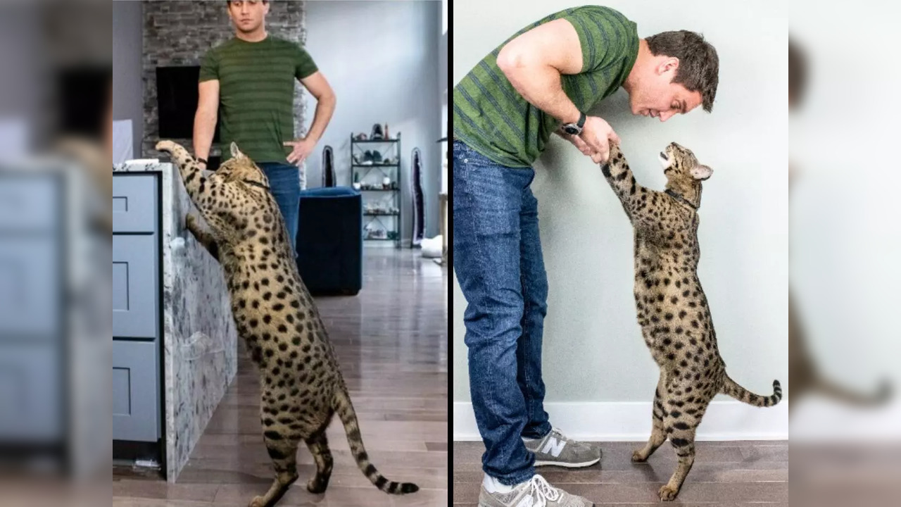 Measuring 18.83 inches (1.5 feet) from shoulder to toe, Fenrir - a Savannah cat - has been named the world's tallest living domestic cat | Picture courtesy: Guinness World Records