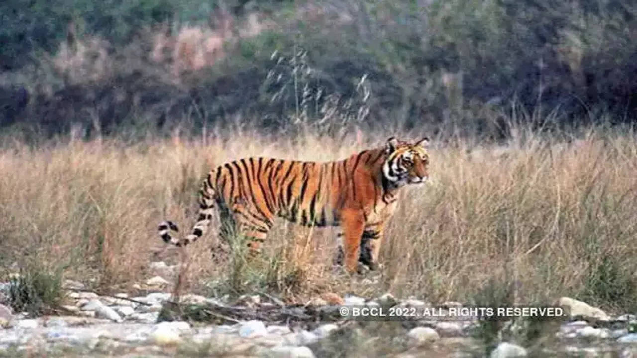 jim-corbett-tiger-reserve