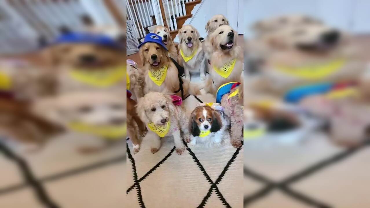 Video of dogs waiting for school bus goes viral netizens in aww