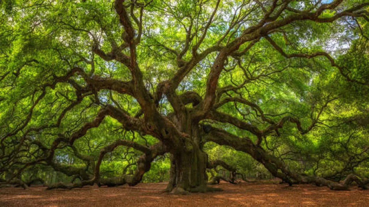 istockphoto-big trees