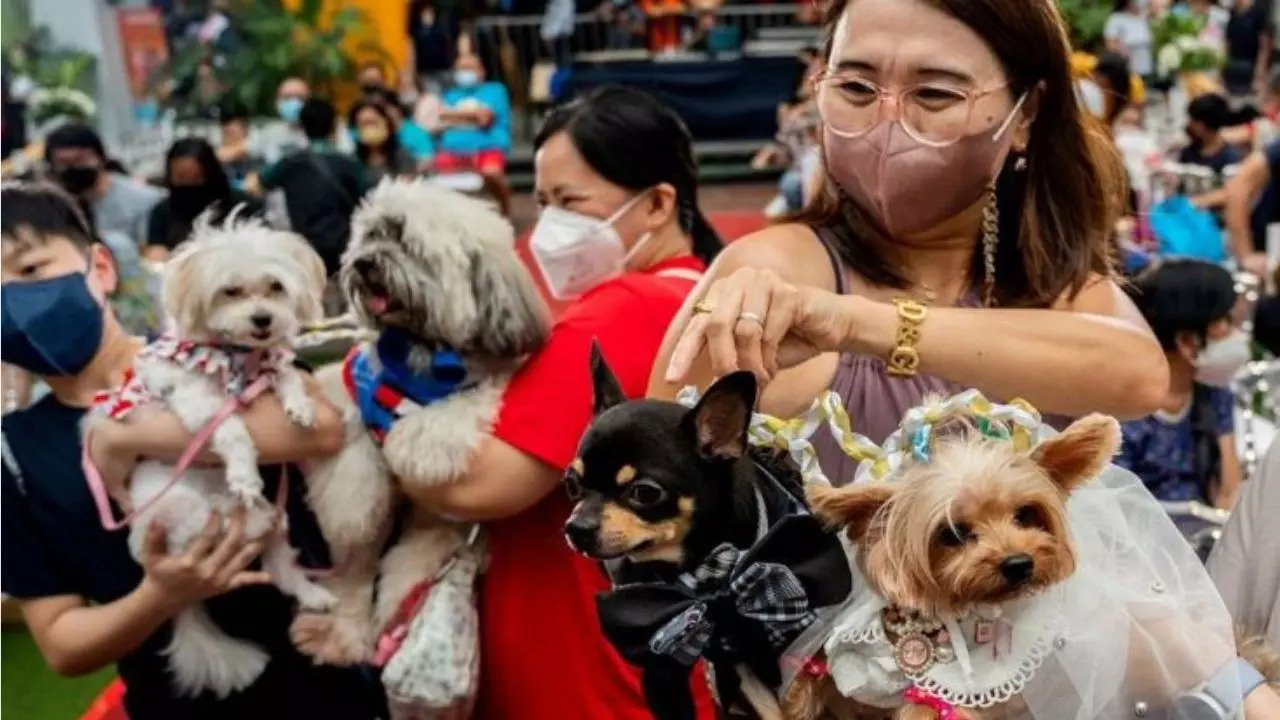 World Animal Day 2022: Pet weddings highlight animal blessing ceremony in  the Philippines | Viral News, Times Now