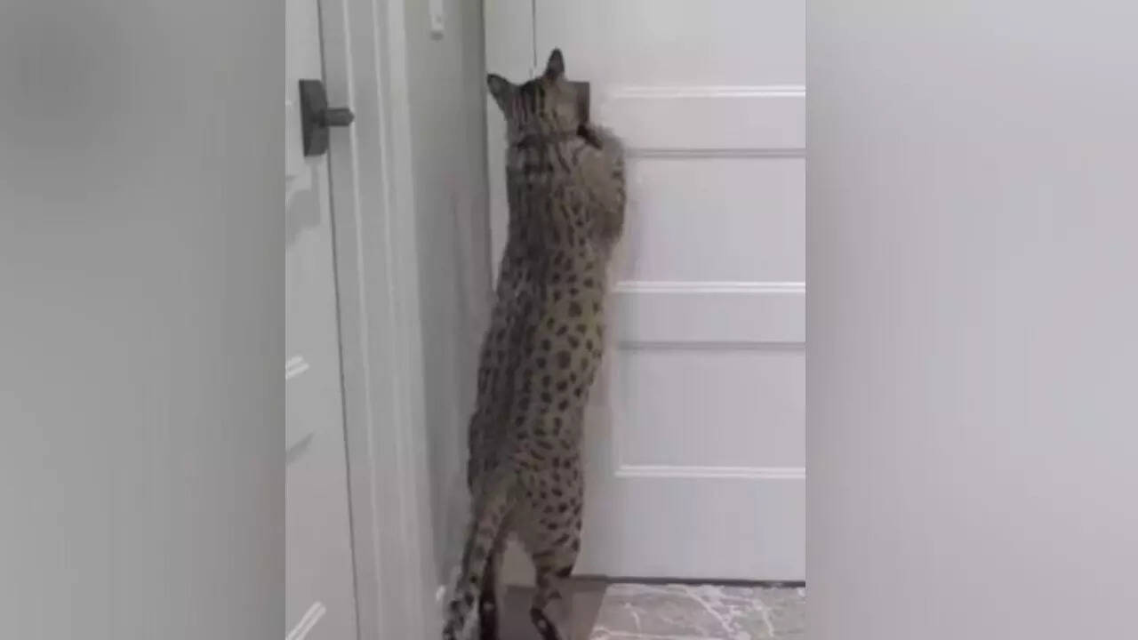 Savannah cat bags Guinness World Record by the tallest living