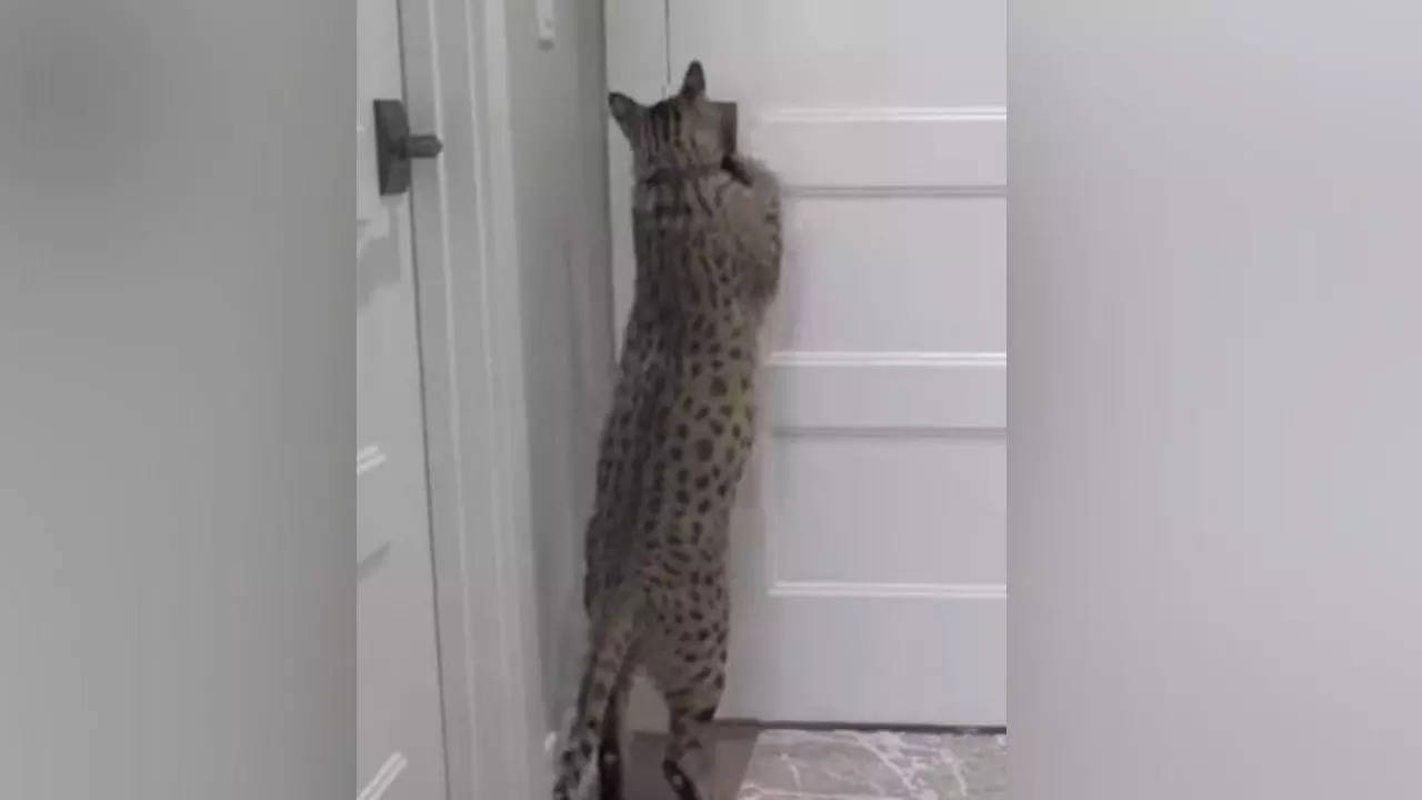 Tallest domestic cat