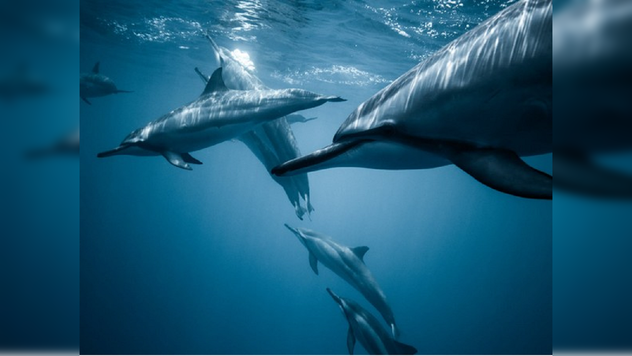 Giant Blue Whales