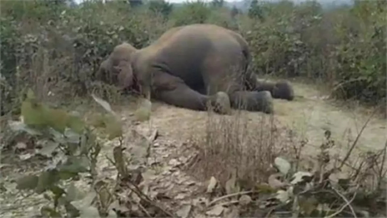 Elephant electrocuted