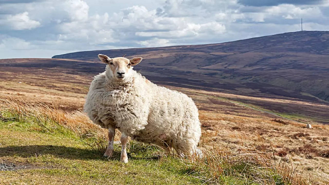 istockphoto-stud sheep