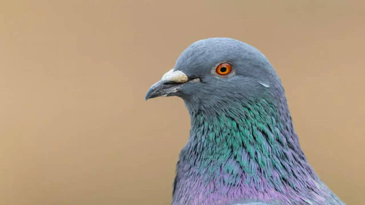 istockphoto-pigeons