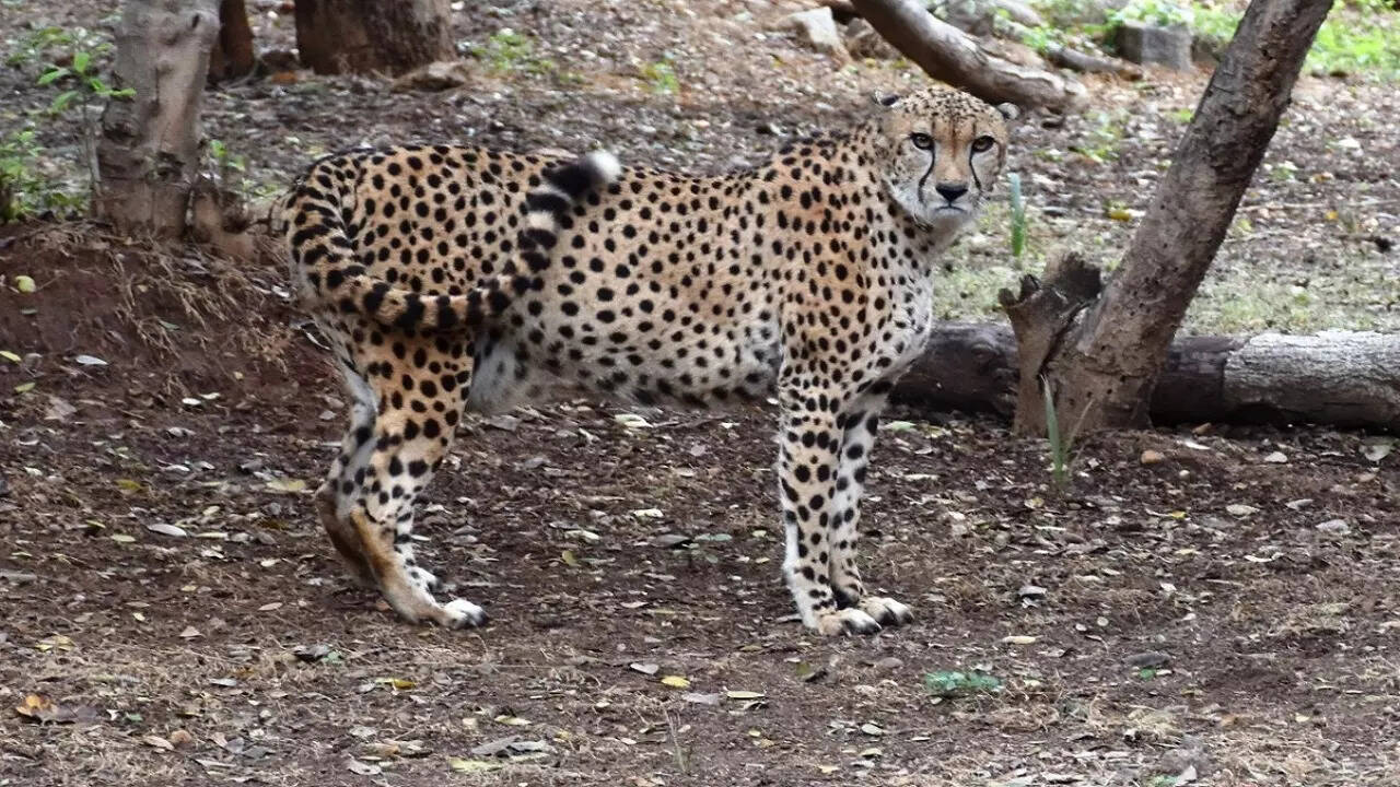 cheetah