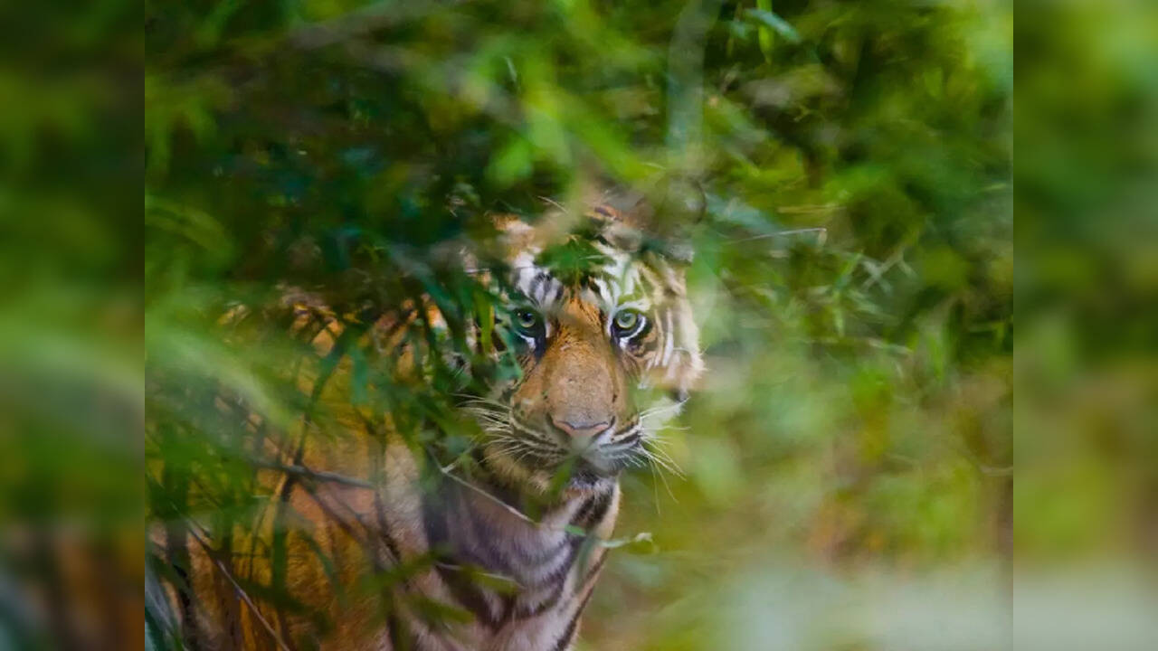 Bihar man-eating tiger makes 8th kill, govt issues shoot at sight order