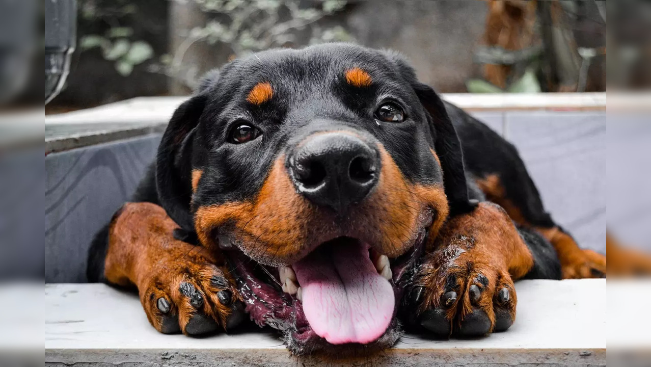 The dog belonged to victim's neighbour Deepak Tondon in Kanpur.