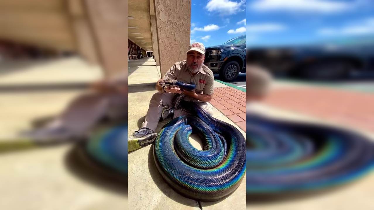 Viral video: Zoo keeper shows off giant rainbow-coloured python ...