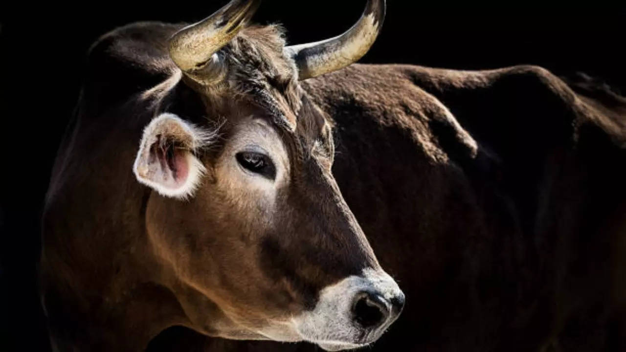 cow cattle bovine horn of cow