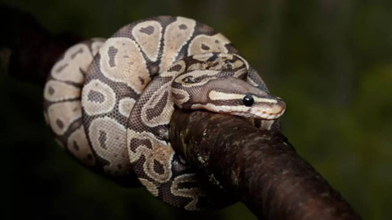 snake pythons ball python reptile