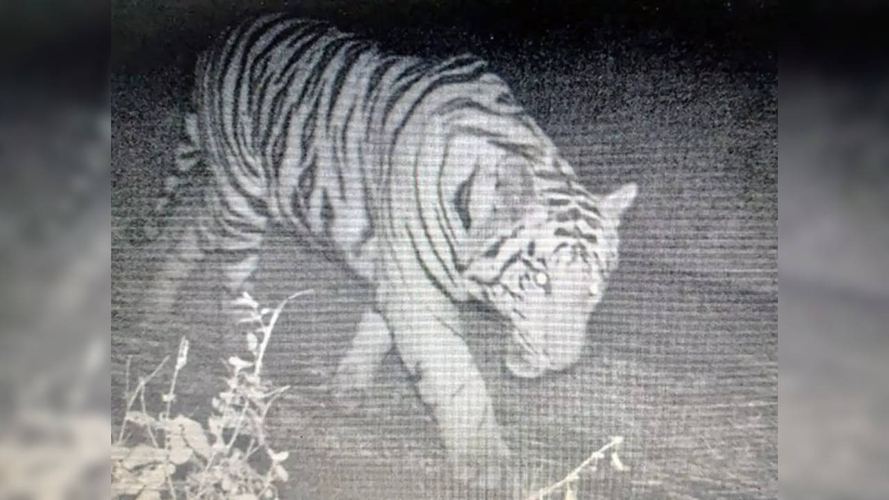 Tiger cub on Bhopal MANIT campus caught on camera