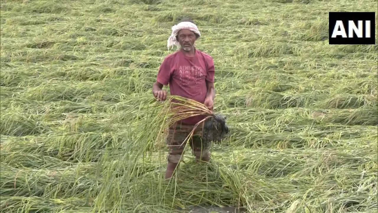 Delhi Najafgarh fields