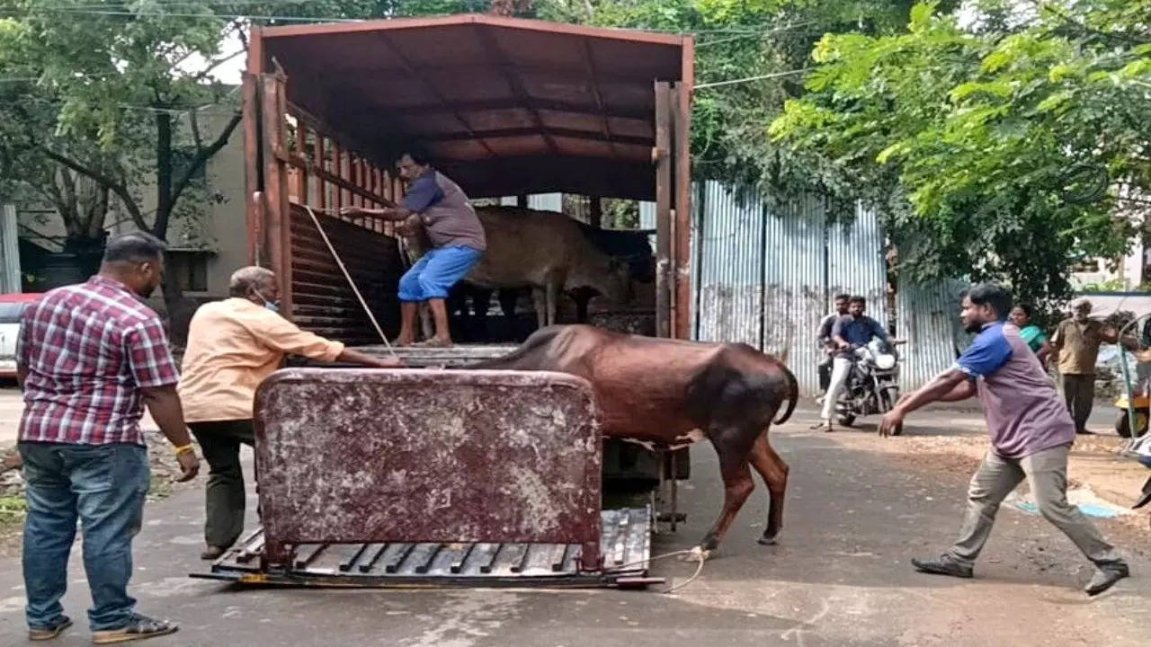 Chennai stray cattle