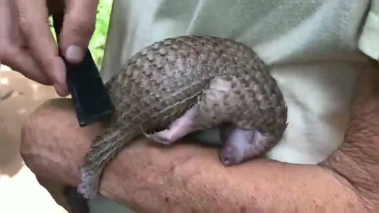 Precious moment baby pangolin gets a back scratch captured in viral ...