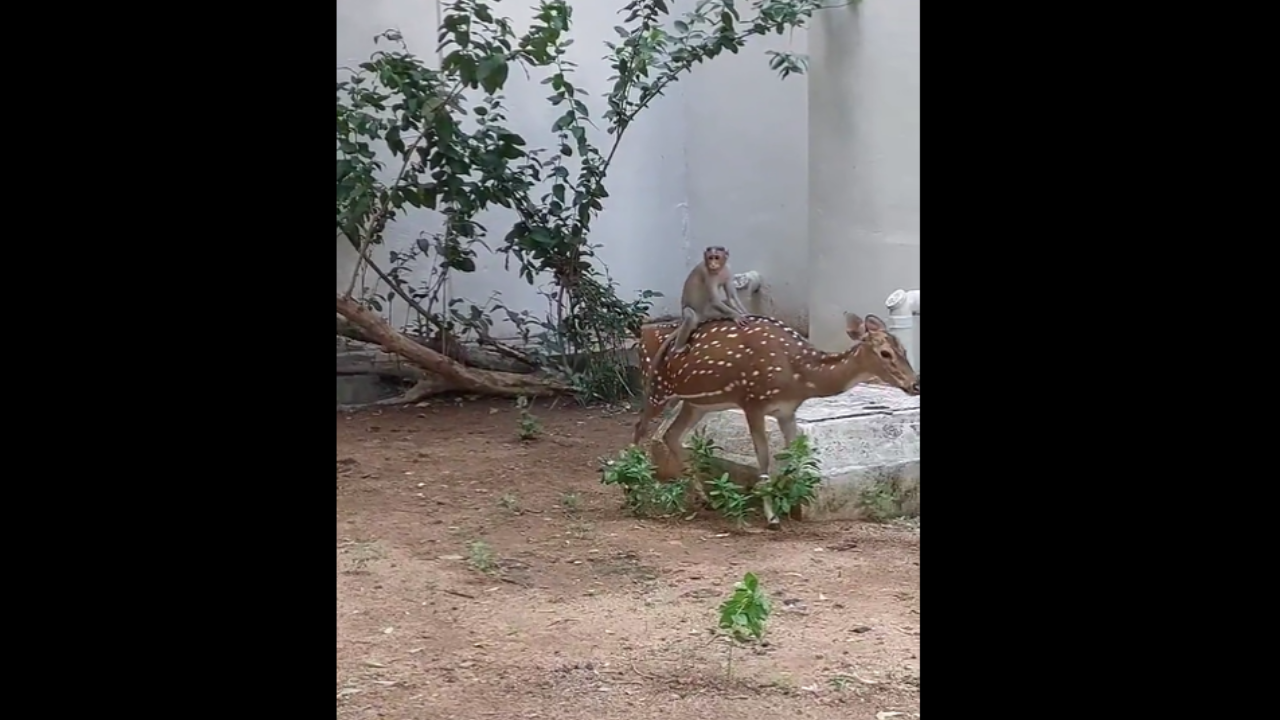 iit madras monkey