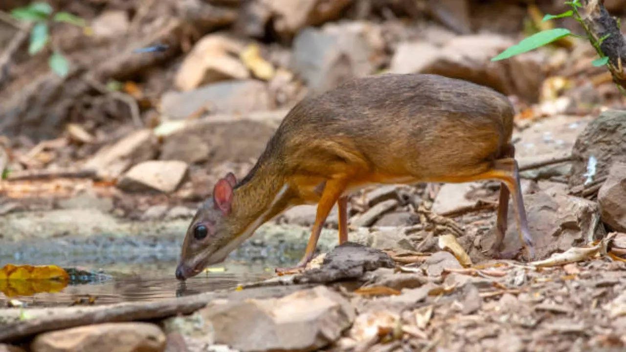 Chevrotain mouse deer