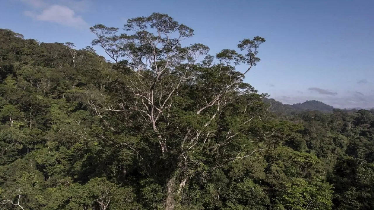 brazil amazon tree photo