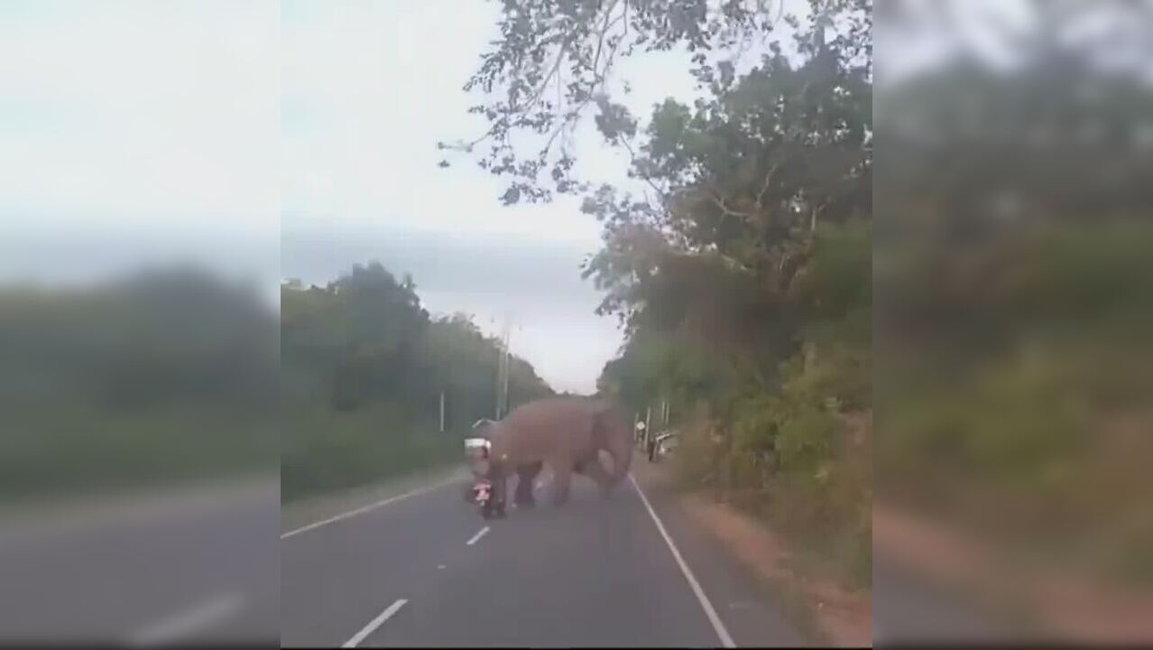 Viral video: Woman on scooty nearly crashes into elephant trying to ...