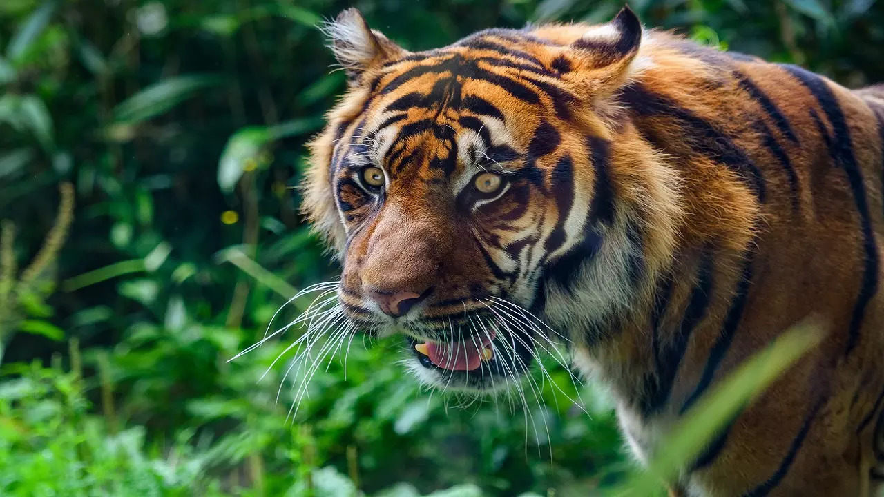 Ferocious tiger that killed 13 people in Maharashtra over past 10 ...